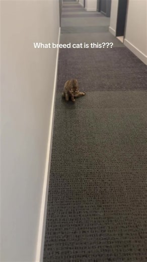 Understanding Unique Cat Breeds and Their Traits