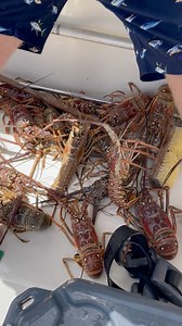 We like to triple check our lobsters - once in the water, once in the boat, and then we unload them all and do a final count and check to ensure nobody made any mistakes! 👌🏼 | Pure Spearfishing