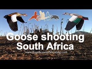 Shooting Egyptian geese in South Africa 2023