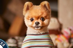 Jiff The Pomeranian Sets World Record For Fastest Dog On Two Paws