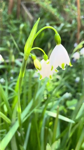 Leucojum aestivum ‘Gravetye Giant’ (summer snowflakes) #springflowers #flowers #bellflower #garden