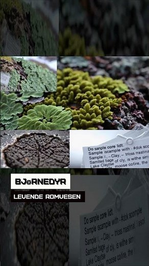 Bjørnedyr. Levende romvesen