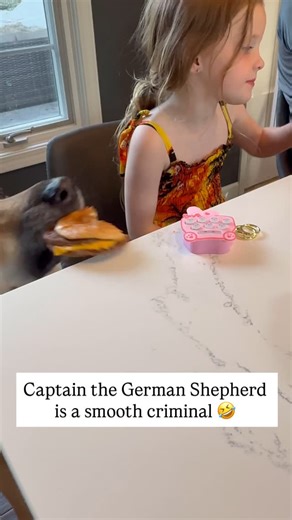 Pubity Pets on Instagram: "10-year-old German Shepherd, Captain, has no problem stealing his 6-year-old sister’s food if she takes too long to eat it 🤣 Like this content? Follow @Fluffy 🐾 (🎥: Meghan Herman via ViralHog)"