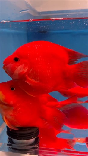 Predatory Fins ® | Rare & Exotic Fish Store on Instagram: "New shipment came in looking 🔥🔥🔥🔥 Great variety of fish, more shipments are lined up to come in for our Black Friday Sale ❤️ #aquarium #aquariumhobby #monsterfish #fishtank #monsterfishkeepers #rarefish #bigfish #tropicalfish #catfish #peacockbass #perch"