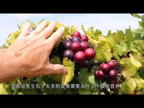 018 Supreme Majesty Paulk Muscadine 至尊 陛下 保尔克