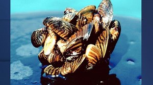 Zebra Mussels Threaten Texas Waterways — Here’s How to Protect Against Them | Haystack News