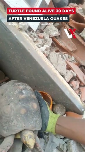 Miracle Survival! Turtle Found Alive 30 Days After Venezuela Earthquakes | VERTEX