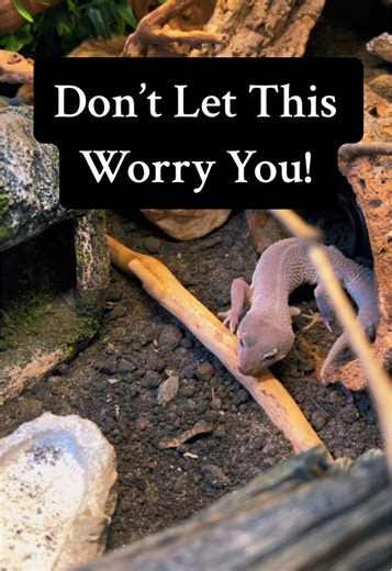 Leopard Gecko Care: Humid Hide Recommendations