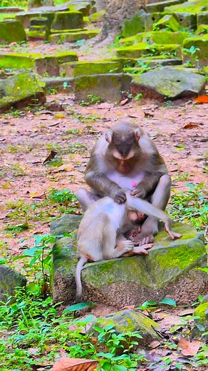 6K views · 569 reactions |  Little Hands That Hold the Secrets of the Wild  | Monkey love | Facebook