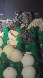 Omg, how cute! Ayam Cemani . | Cajun Creek Farm