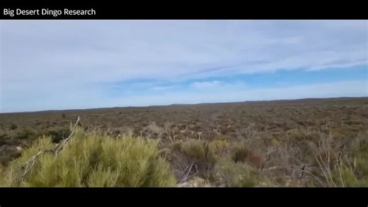 Big Desert before the bushfire