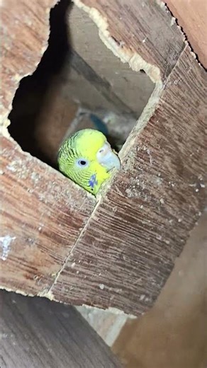 budgies parrot breeding season