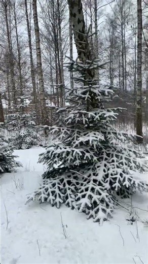 Wow !!! After snow falls