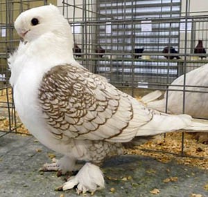 Fancy pigeon ~ Everything You Need to Know with Photos | Videos