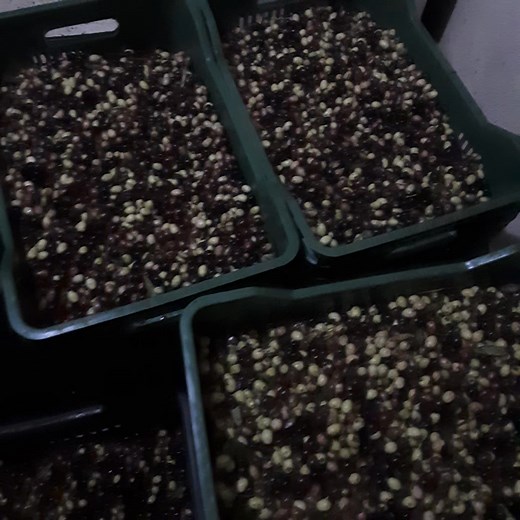 Fruits méditerranéens La culture de l’olivier Le stockage des olives avant leur transport à l’unité d'extraction (huilerie). | Hassen Oulman