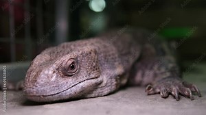 The Komodo dragon, also known as the Komodo monitor, is a member of monitor lizard family Varanidae that is endemic to the Indonesian islands of Komodo, Rinca, Flores, and Gili Motang. High quality