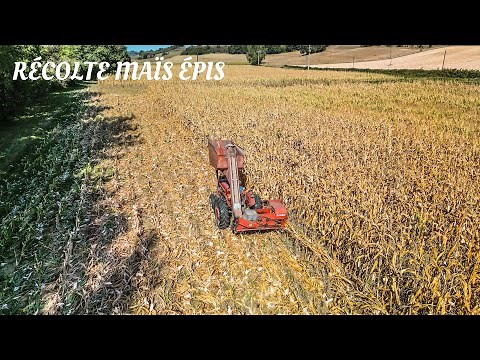Récolte de Maïs Épis 🌽 | Séchage en Cribs | BÉARN Massey Ferguson 145 ‪@lesagrisdu8263‬