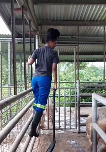 Clean & Yapp Sunday’s, we clearly afraid of these giants🤣🐽💙 #zimshillfarm #trinidadandtobago🇹🇹 #animals #farmlifebestlife #farmlife #agriculture #animalhealth #sheep #eartagging #sheeplove #dairycows #calves #cows #cowseverywhere #ağrı #farming #livestockmanagement #livestock #fyppppppppppppppppppppppp #fyp #trini_tiktoks