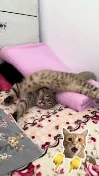 crazy cats #funny cats