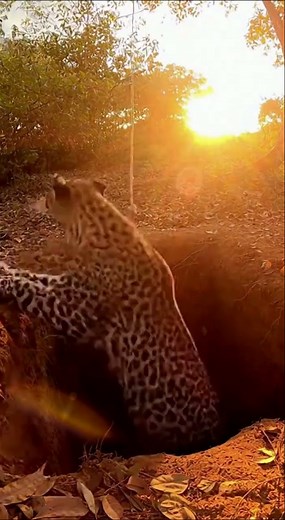 You Won't Believe How High This Leopard Can Jump! #Shorts