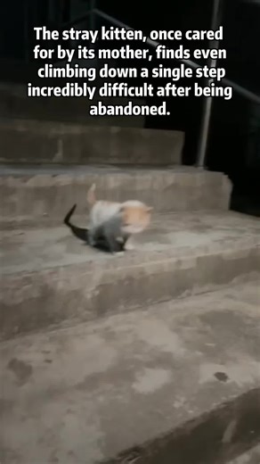 stray cat home#vagascape