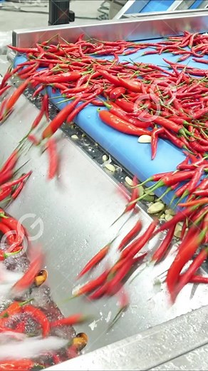 The fruit vegetable washing machine is widely used to clean cabbage,spinach,lettuce,pepper,chives,muscroroccoil,carrots,etc.Suitable for school kitchens,restaurants,large factories,food processing plants,supermarkets,etc.#factory #machinery #gelgoog #machine #tiktok #foryou #foodmachine #processing #line #cleaning