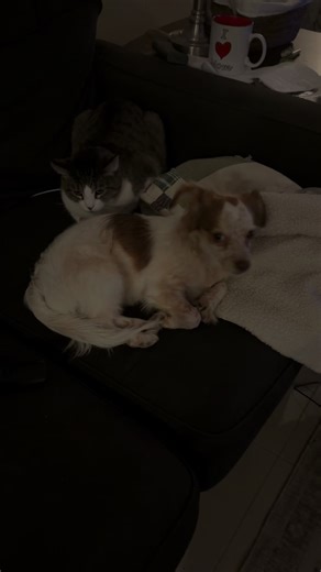 Piper desperately wants to snuggle Daisy. Daisy…#pipertherescue #piperanddaisy #catsoftiktok #dogsoftiktok #PiperAndSeamus