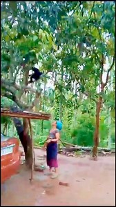 Garo Hills-ni ba A•chik a•songna patigimin Hurorangko Sonja Wildlife Rescue Centre, Silchotchigrio donenggipako, Ri-bhoi a·jani Umtrew-o gital tarigimin Meghalaya State Zoo-ona ra·angna amaniko GSMC CEC H.Q Tura raken jegalenga ine GSMC CEC HQ.Tura-ni Asst Environmental Secretary Silbath A Sangma parakataha. Ia hurorangko ru·uta somoirangonin Rescue Centre-o done manderangni nirok simsakaniko man·e je biapon roengachim uanon ia hurorang kusi ongean roenga indiba dao ia hurorangko gipin biap ba b