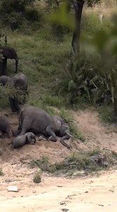 Tiny baby elephant joins the game of the giants, wallowing on the sand😘🥰🐘. Soooo sweet to watch how he rolls🥳🐘 #Elephants #elephant #babyelephant #elephantbaby #saveelephants #safari #elephantconservation #gamedrivesafari #adventuresafari #curiosity #cuteness #babyanimals | Wildfriends Africa