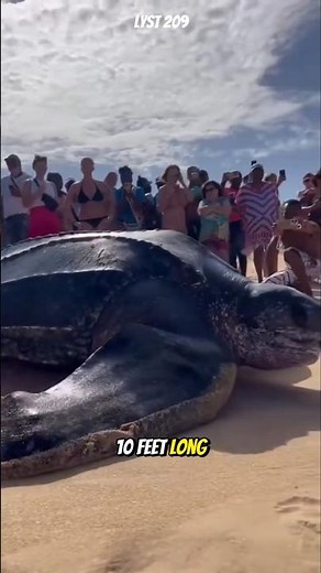 What’s the largest turtle in the world? Here’s a fun fact you might not know. #turtle #animals