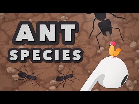 The Biggest Ant in the World - Size Comparison
