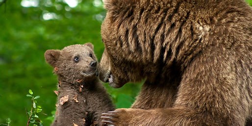 Can You Pass A Quiz About Bears?