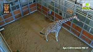 WATCH LIVE: Newborn giraffe at Dallas Zoo