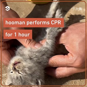 Revive a stiff kitten with CPR | Meowed