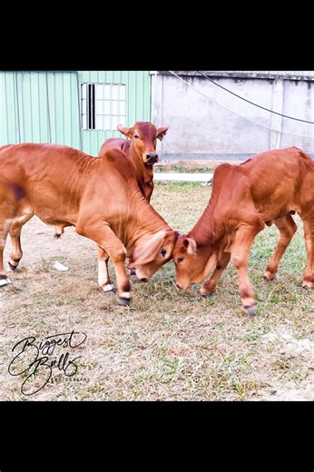 Playful calves from Brownie's Ranch #bull #cow #cattle | Biggest Bulls Photography