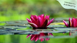 Beautiful Flowers Images In The World | Different Types Of Flowers | Flower Photography | SR creations - video Dailymotion