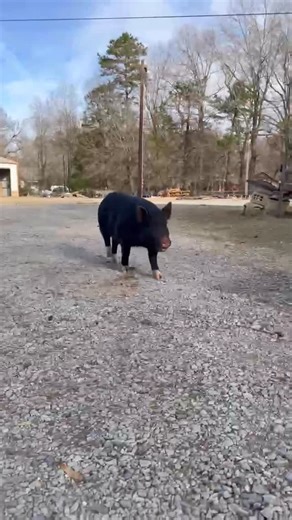 Blind Spot Animal Sanctuary on Instagram: "POV: You try to film a calm adoption video… and the goblins choose chaos. Behind the scenes bloopers 🤣 I told the team we need to find homes for the remaining goblins as they are fully vetted, and ridiculously sweet & social kids. Kayla attempted to make a peaceful adoption video and… well… that did not happen. Bad words were said. Doug appeared out of nowhere. 🦕 Things escalated quickly 🙈🐷 Somebody please adopt these gobbies 😂 #adopt #adoptdontsho
