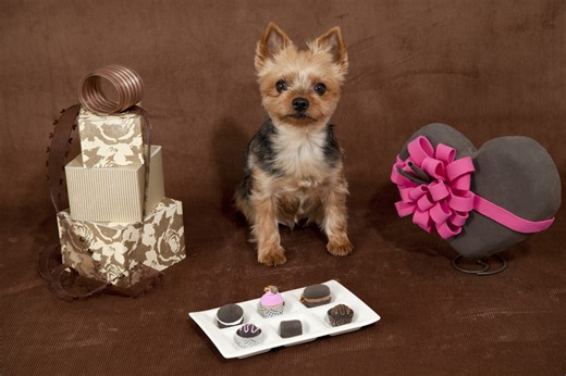 6 Best & Safe Chocolate Alternatives for Dogs – Top Dog Tips