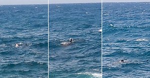 Watch: Shark spotted off Sliema: experts say it's a great white or blue shark