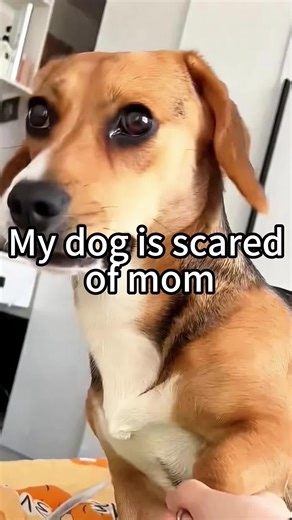 Understanding Dog Fears: My Dog Is Scared of Mom