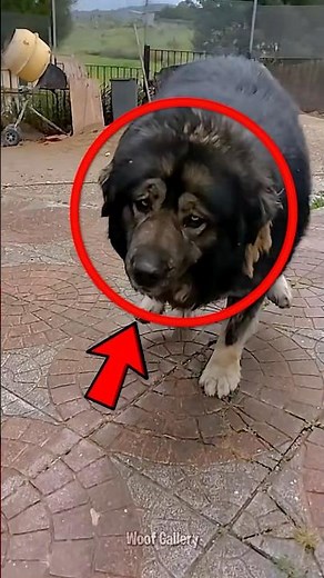 3 Dog Breeds That Even Wolves Fear