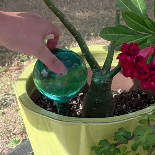 Keep Your Plants Hydrated with These Gorgeous Self-Watering Globes! 🌈🪴 #garden #ad