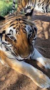 🐅 Feel the Roar: Step into the Wild World of Tigers! 🌿🔥 #TigerWild 🐅 #RoarLovers 🌍 #JungleRoar 🦁 #WildKingdom 🌳 #TigerLegends 👑 #BigCatSafari 🌟 #NatureRush 🐾 #WildExplorer 🍃 #TigerSpotted 📖 #RoarAdventure 🚙 #WildHeart 💛 #JungleThrill 🌴 #WildlifeExperience 🌿 #UntamedWild 🏞️ #TigerHaven 👀 #MajesticRoar ✨ #FeelTheWild 🐯 #NatureLover 🌄 #BigCatEnthusiast 😺 #RoarMoments 💬 #JungleJourney 🐆 #WildWorld 🌟 #TigerEncounters 📸 #NatureLovers 🍂 #WildlifeCaptured 🏞️ #TigerDreams 📷 | 