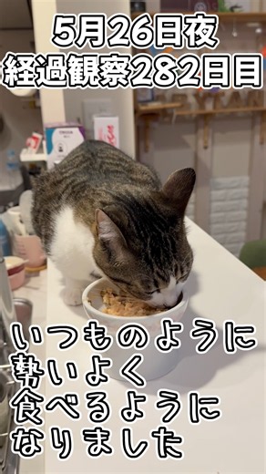 Haru's FIP Battle: Medication Finished! 282 Days of Observation #shorts #cat #kitten