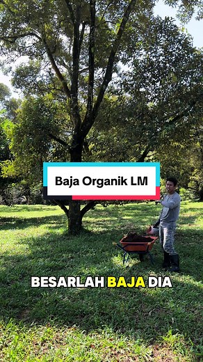 Penuh Durian di Tahun Baru! Push Buah Untuk Bulan 1 - #dusuncikgumail #agropelancongan #kalumpang