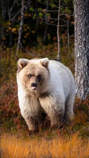 The Elusive Spirit Bear: Finland's Rare Photography Adventure