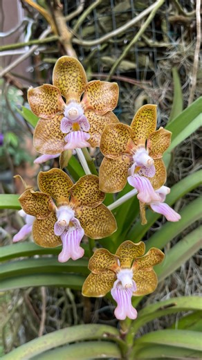Let’s celebrate the vanda orchid today!! A favorite of so many...