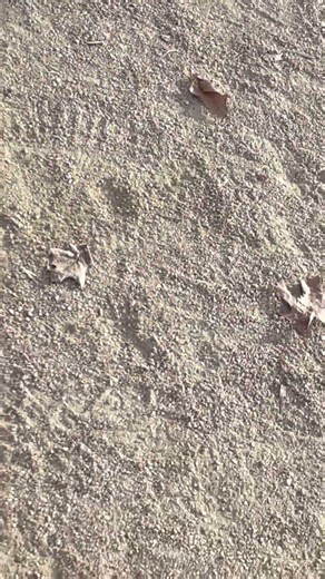 Snapping Turtle at the running trail