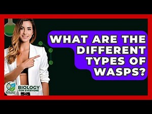 What Are The Different Types Of Wasps? - Biology For Everyone