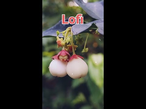 Lofi Chill & Study: Lazy Walk, Soft Feeling, and Cheel's music - Relaxing Beats for Focus #lofi